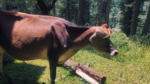 夏季乡村森林草地上的泽西牛繁殖。特写视频素材模板下载