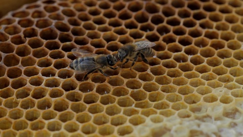 两只蜜蜂在蜂窝上的特写照片视频素材模板下载