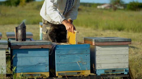 蜂巢的框架。养蜂人收集蜂蜜。吸烟器用来安抚蜜蜂视频素材模板下载