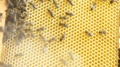 蜂箱上的蜜蜂视频素材模板下载