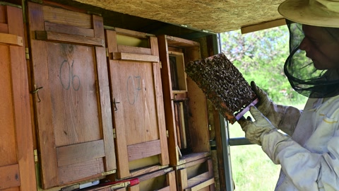 养蜂人在早春检查蜂箱视频素材模板下载