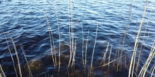 春天湖岸干枯的芦苇