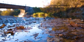 在河面上的秋叶的近景
