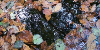 秋天的树叶在河面上，形状像一颗心