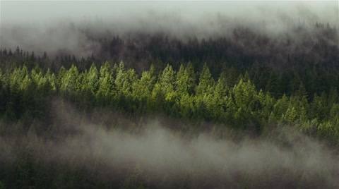 延时拍摄云雾缭绕的森林