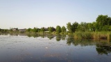 水芦苇与池塘中的天空和树木的倒影高清在线视频素材下载