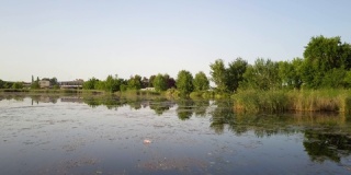 水芦苇与池塘中的天空和树木的倒影