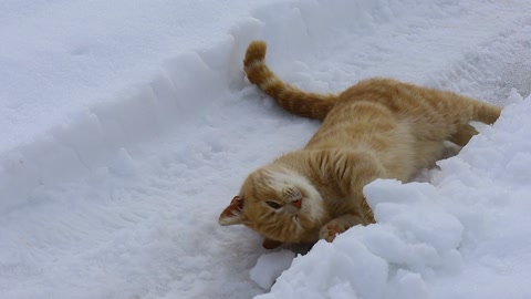 雪地玩耍的小猫视频素材模板下载