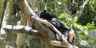 圣地亚哥动物园44树懒熊