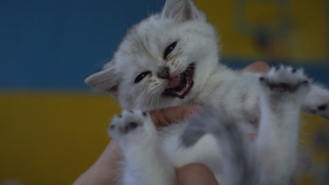 一只小白猫从人类的手中挣脱出来小猫在人类的手中喵喵叫视频素材模板下载