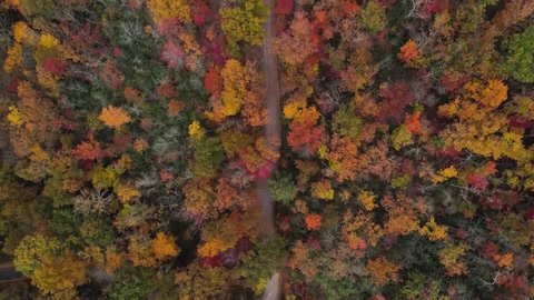 穿越秋天彩色森林的道路航拍