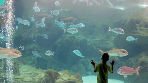 水族馆里的男孩在水下观察大鱼的世界生活