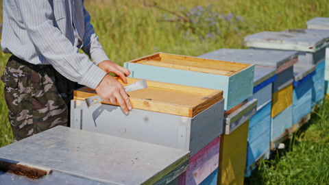 草地上的一排木制蜂箱。养蜂人用木箱工作。视频素材模板下载