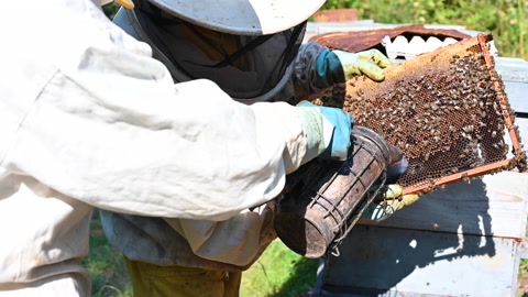 养蜂人在养蜂场养蜂人在养蜂场和蜜蜂和蜂箱一起工作视频素材模板下载