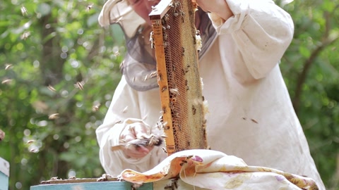 养蜂场的养蜂人，赶走蜜蜂视频素材模板下载