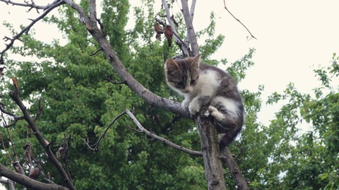 虎斑猫试图爬树视频素材模板下载