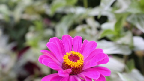 亮粉色花朵中央公园保护协会视频素材模板下载