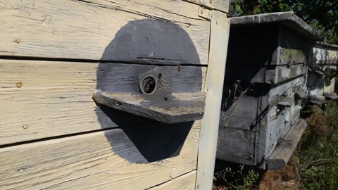 蜂箱位于养蜂场视频素材模板下载