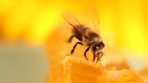 蜜蜂采集蜂蜜和花蜜的慢镜头视频视频素材模板下载