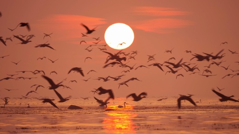 一群鸟翱翔在大海上的日出场景