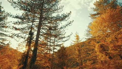 秋季驾车穿过山林，追逐落日