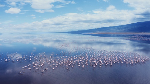 在坦桑尼亚纳特隆湖上空，鸟瞰无人机观察到大群火烈鸟飞翔的景象