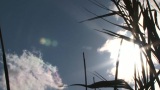 芦苇迎着太阳和云朵高清在线视频素材下载