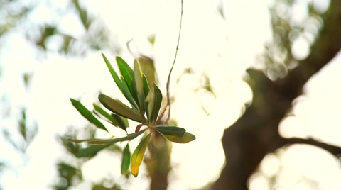 在阳光下的橄榄树枝和橄榄视频素材模板下载