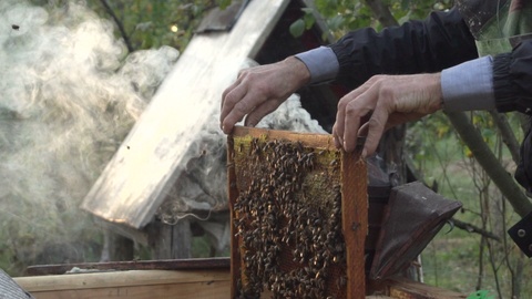 在蜂巢附近的养蜂场工作的养蜂人员视频素材模板下载