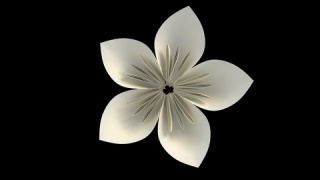 一朵带有alpha通道的花朵绽放的3D动画视频素材模板下载