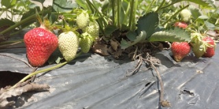 黑色铝箔上的田野种植草莓