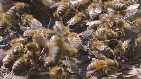 春天蜜蜂在蜂巢工作的特写镜头视频素材模板下载