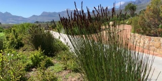 Fynbos芦苇和植物风吹在葡萄酒农场