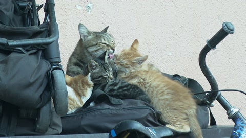 伊斯坦布尔的流浪猫正在清理它的小猫视频素材模板下载