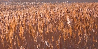 干芦苇在风中摇摆（芦苇），乌克兰湿地，Tiligu
