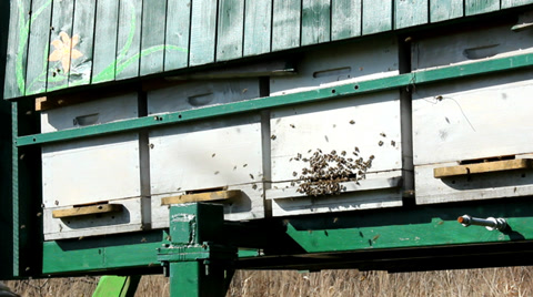 养蜂术、蜜蜂与蜂箱，蜂群在养蜂场中的蜂巢，养蜂箱，养蜂人视频素材模板下载