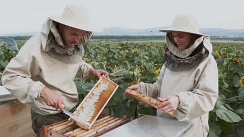一名蜂农努力收集蜂蜜