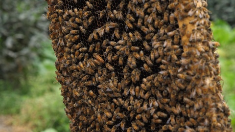 蜜蜂饲养员手持着蜂巢，一群蜜蜂围绕着蜂王蜂飞舞视频素材模板下载