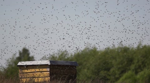 一群蜜蜂在蜂巢周围蜂拥而至视频素材模板下载