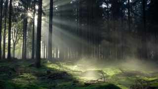 阳光下的森林视频素材模板下载
