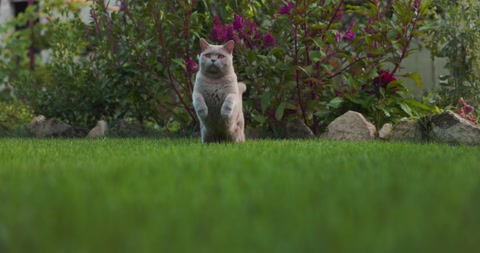 可爱的苏格兰猫在家庭花园里奔跑和跳跃苏格兰猫在户外