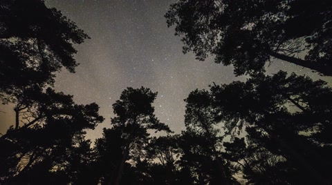 松林中的角度仰望星空延时