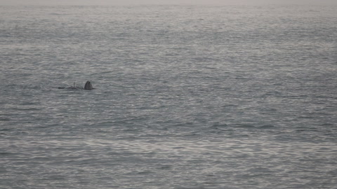 瓶鼻海豚在海洋中游泳视频素材模板下载