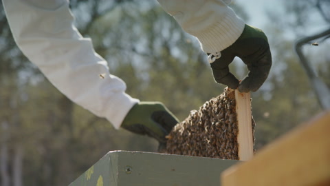 养蜂-养蜂人从蜂房中取出一块蜂架，慢动作特写视频素材模板下载