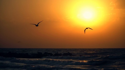 美丽的海上日落和海鸥飞过天空