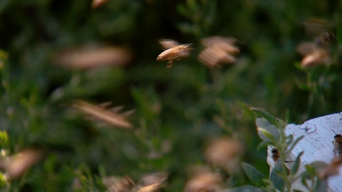 蜜蜂群聚在蜂巢周围飞舞视频素材模板下载