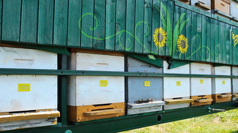养蜂人蜂箱在养蜂场参观和评论，阳光照在蜂箱上视频素材模板下载