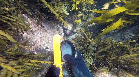 潜水员在水下收集鲍鱼