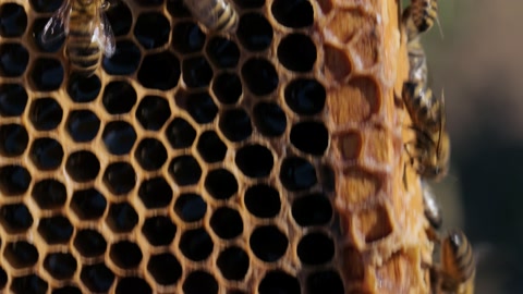 蜜蜂在密集的蜂巢上的特写镜头视频素材模板下载