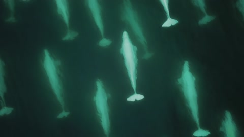在北极（斯瓦尔巴群岛）游泳的白鲸大豆荚-空中无人机